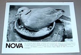 Collared Dove Of West Africa   Nova Pbs Tv Promo Photo - £11.93 GBP