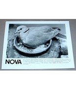 COLLARED DOVE OF WEST AFRICA - NOVA PBS TV Promo Photo - £11.42 GBP