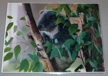 KOALA BEAR IN TREE - PBS TV Promo Photo - $14.95