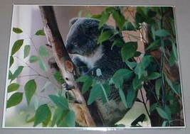 Koala Bear In Tree   Pbs Tv Promo Photo - £11.76 GBP