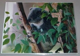 KOALA BEAR IN TREE - PBS TV Promo Photo - £11.54 GBP