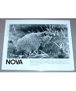 WOODCHUCK - NOVA PBS TV Promo Photo - $284.15 MXN