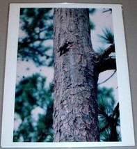 Red Cockaded Woodpecker   Champion International Photo - $14.95