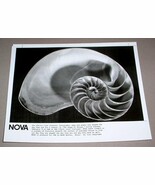 SEA SHELL - NOVA PBS TV Promo Photo - $284.15 MXN