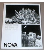 TROPICAL CORAL REEF - PBS TV Promo Photo - $14.95
