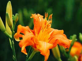 25 Orange Wild Daylily Fans/Root Systems - Erosion Control, Hardy in Zones 2-9 - £61.60 GBP