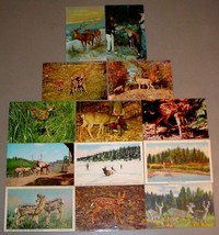 (13) Deer &amp; Elk Postcard Group Lot - $18.50