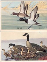(2) Wildlife Postcard Series Scaup Duck Canada Goose - £13.18 GBP