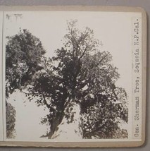 Gen. Sherman Tree / 17 Mile Drive Ca Photo Steroviews - £31.46 GBP