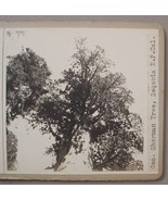 GEN. SHERMAN TREE / 17 MILE DRIVE CA PHOTO STEROVIEWS - $40.00
