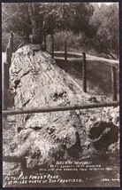 Petrified Forest Park Rppc Queen Of The Forest   California Photo Postcard - £9.99 GBP