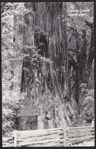 Sequoia Sempervirens Rppc   Prairie Creek State Park California - £9.79 GBP
