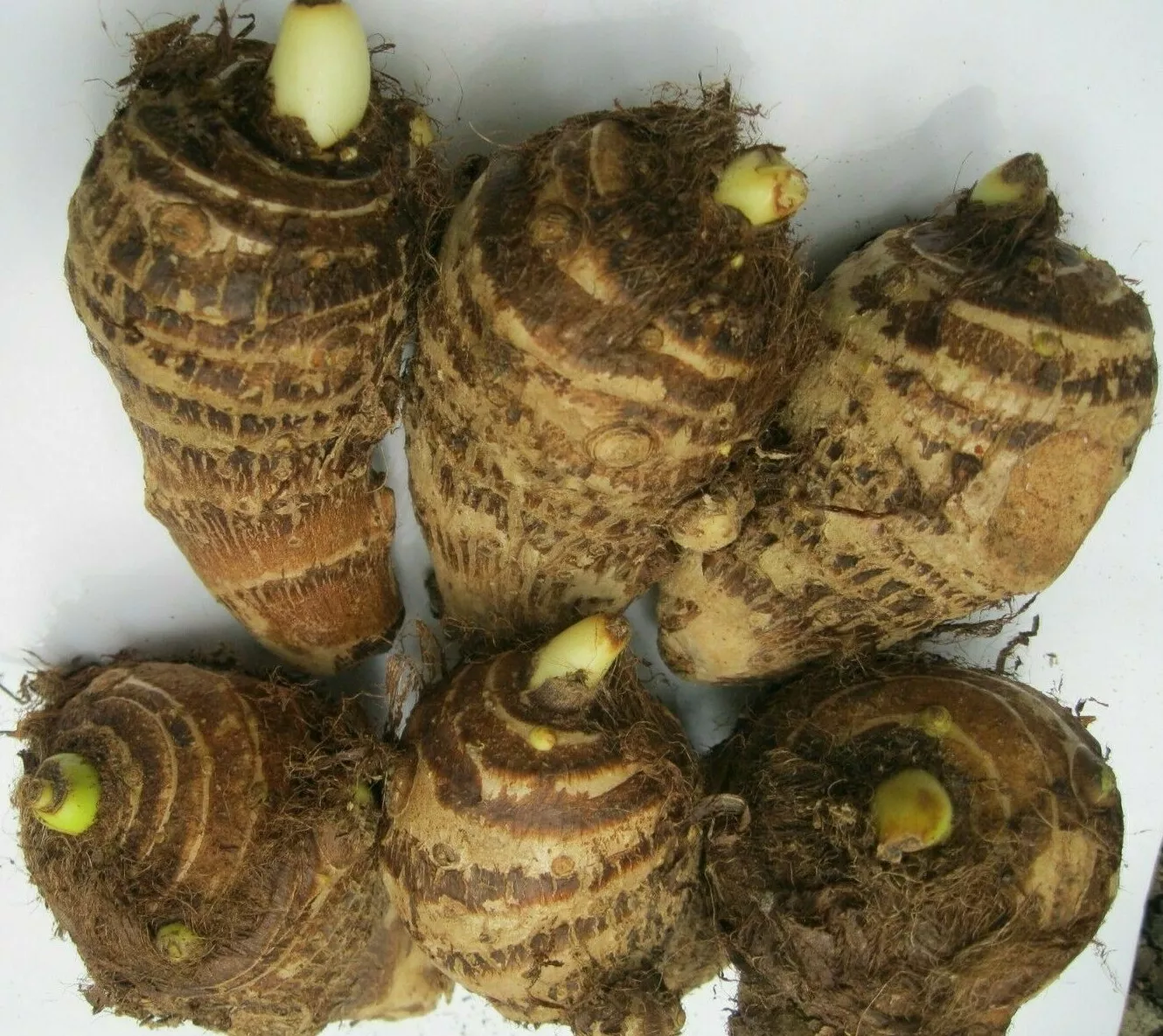 6 Taro Root Bulbs Edible Tropical Elephant Ear Colocasia Live Plant Fres... - $28.63