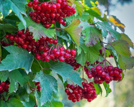 80 Red Elderberry Seeds Sambucus Racemosa Tree Shrub Fruit Berry Gardening Fresh - £12.30 GBP