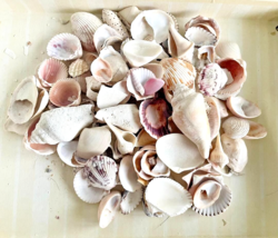 CRAFTS 1lb Pound Assorted Florida Seashells 1/4&quot; - 4&quot; All White / Light ... - $158.63 MXN