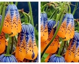 50 Seeds Blue Patterned Fritillaria Imperialis Garden - £27.59 GBP
