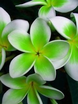 5 Green White Plumeria Seeds Plants Flower Lei Hawaiian Flowers 207 Gardening US - £12.63 GBP