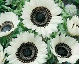 25 Snow White Sunflower Seeds Flowers Seed Flower Perennial Bloom - £4.79 GBP