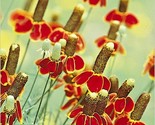 500 Seeds Mexican Hat Flower Seeds Perennial Native Wildflower Drought H... - $8.99