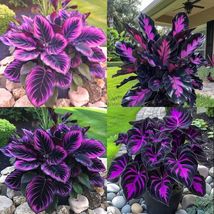 Beautiful Plant Goeppertia warszewiczii Couture Flower Indoor or Outdoor - $12.45