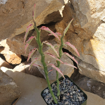Cacti Pedilanthus tithymaloides variegated cactus Succulent real live plant - £30.29 GBP