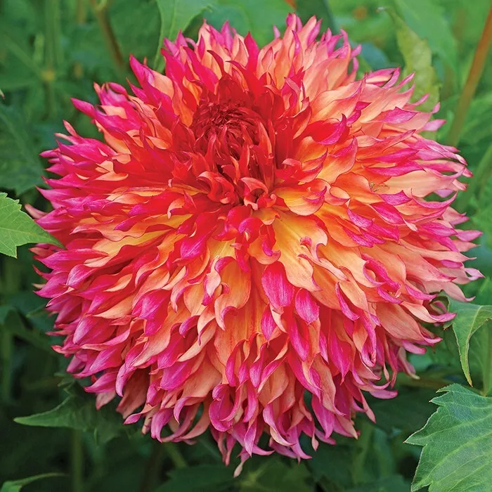 1 - Fimbriata Dahlia MYRTLE&#39;S FOLLY Bulb Tuber Clump MASSIVE 8+ INCH BLOOMS - $44.91 CAD