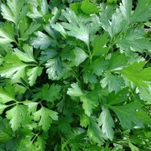 Fresh Giant Of Italy Parsley Seeds 500+ Leaf Herb Non-Gmo Usa - $7.58
