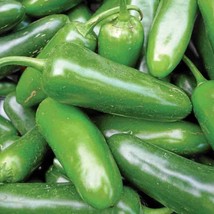 Jalapeno M Pepper Seeds 50 Hot Spicy Vegetable Fresh Garden - $3.98