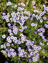 1000 BIRDS EYES Gilia Tricolor Lavender White Fragrant Hummingbird Flower Seeds - $10.46