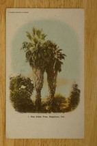 Vintage Postcard California Fan Palm Trees Pasadena UDB - £10.27 GBP