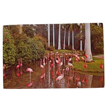 Postcard Beautiful Pink Flamingos Royal Palms Sarasota Jungle Gardens FL... - £5.48 GBP