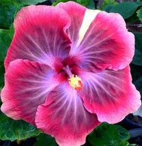 SR12Store 20 Pink Purple Hibiscus Seeds Perennial Flower Flowers Seed Bloom 271  - £6.65 GBP