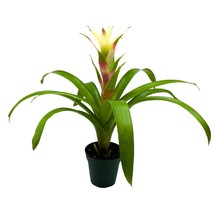 White Guzmania Bromeliad, 4 inch, Flowering Indoor Plant Rare Color - $27.83