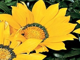 50 Gazania Seeds Yellow Seeds Flower Seeds Garden USA - £7.84 GBP