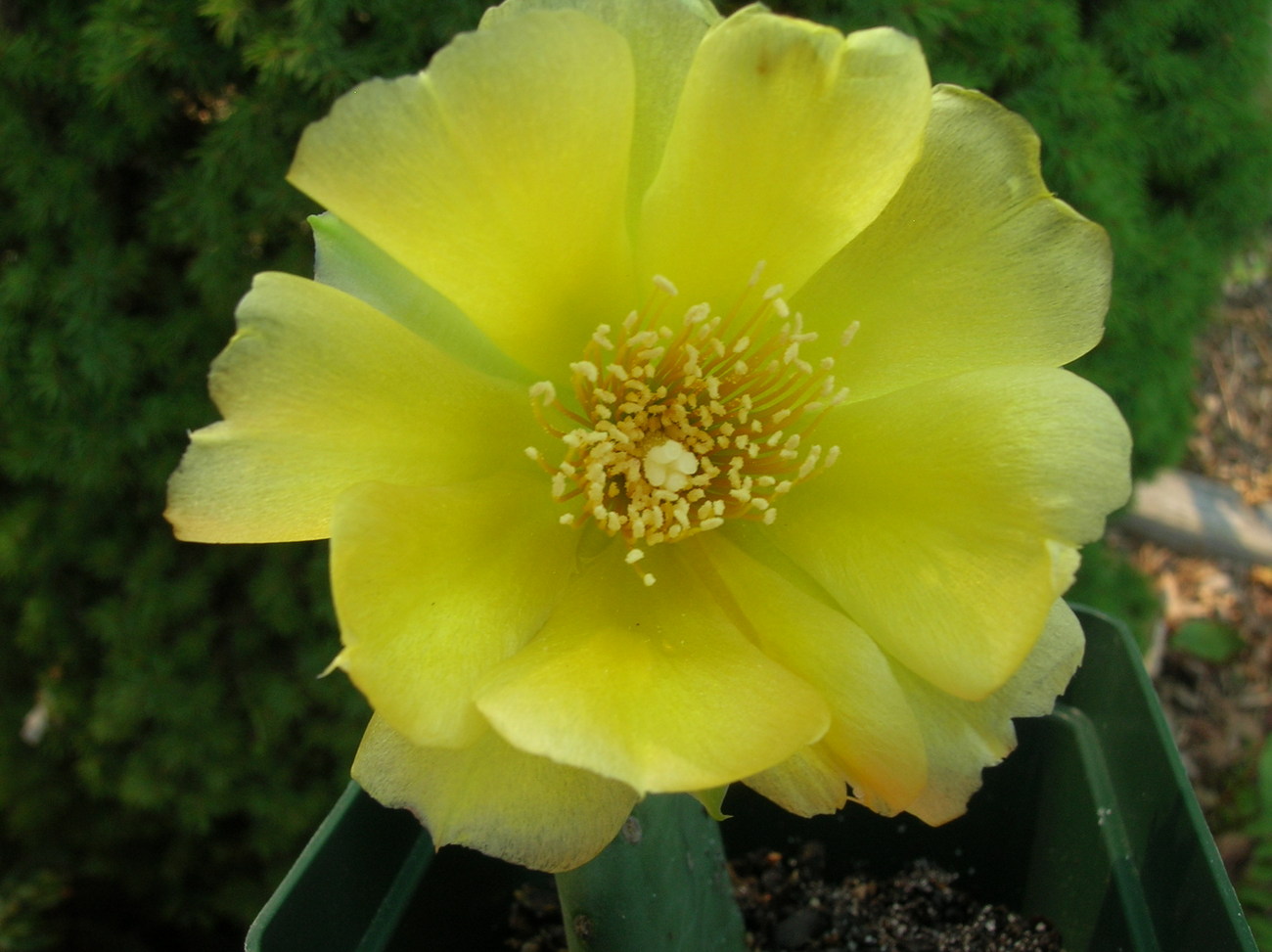 Primary image for Organic Native Plant, Eastern Prickly Pear Cactus, Opuntia humifosa