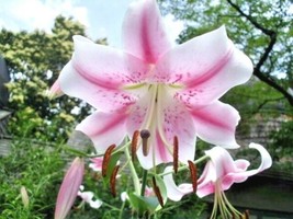 30 Of Pink Formosa Lily Seeds Lilium Formosanum Giant 5 Of Of 6 Of Of Foot Tall - £9.62 GBP