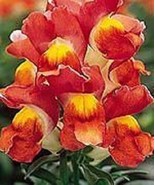 PowerOn 30+ Antirrhinum Montego Orange Bicolor Dwarf Snapdragon Flower S... - £5.85 GBP