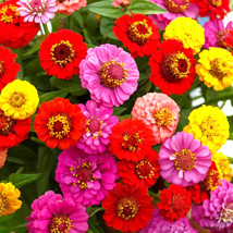 New Fresh Seeds Lilliput Mix Zinnia Pom Pom Dwarf Rainbow Multi Color Flower - £7.65 GBP