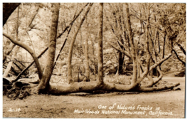 Zan-14 Muir Woods RPPC Postcard One of Nature&#39;s Freaks in National Park, Calif - £11.83 GBP
