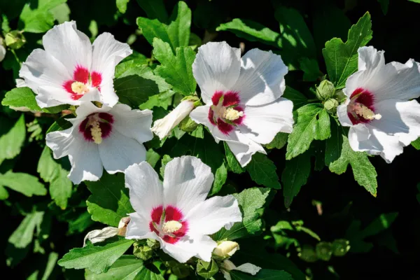 25 White Hot Pink Rose Of Sharon Hibiscus Syriacus Flower Tree Bush Fresh Seeds - £13.28 GBP