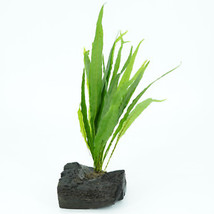 SEPTH Microsorum On Driftwood (S) Live Aquarium Plants Decoration Freshwater Fis - £23.77 GBP