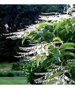 GIB 50 Lily Of The Valley Tree Sourwood Sorrel Oxydendrum Arboreum Flowe... - £14.09 GBP