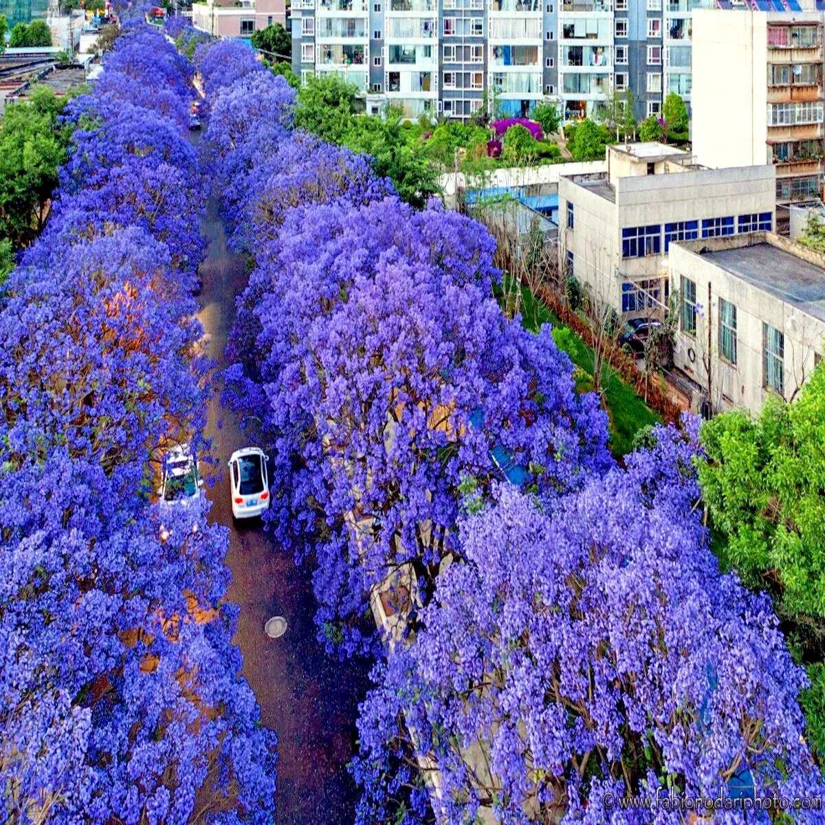 Blue Jacaranda Mimosifolia Fern Tree 100 Seeds For 2023 Blue Bonsai Tree Fresh G