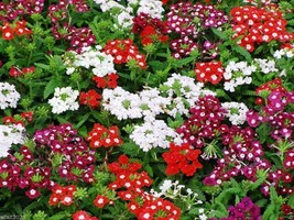 50/pk Red/white - Verbena Hybrids Nana Compacta Scarlet Flowers - non-stop Bloom - £7.08 GBP
