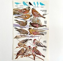 Finches And Redpolls Varieties And Types 1966 Color Bird Art Print Natur... - $19.99