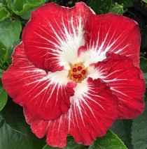 AD 15 Seeds Hibiscus Tahitian Christmas Angel House Flowers Home Garden - $252.42 MXN