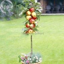 Bonsai Apple Tree Seeds Garden Yard Outdoor Living Fruit Plant, 10 Seeds, health - $7.65