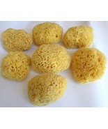 Greece Natural Sea 7  Medium sponges Honeycomb  5.5X5.5X 3.0 cm , Bath ,New - £335.72 GBP