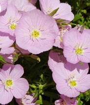 Grow In US Showy  Evening Primrose Flower Seeds - £5.97 GBP