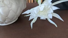 A Night Blooming Orchid Cactus, Cereus Epiphyllum Queen of the Night, cu... - $17.82 CAD+